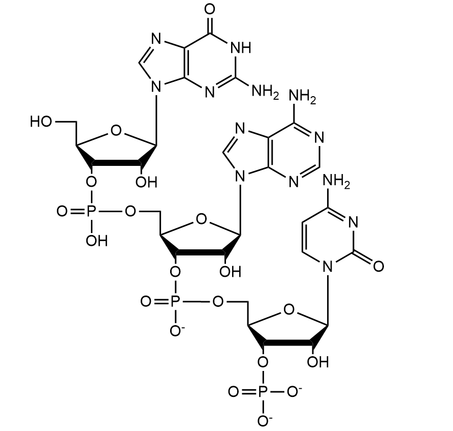 Рисунок биополимеров. Нуклеиновые кислоты формула. Формула молекулы нуклеиновой кислоты. Структура нуклеиновых кислот. Структурная формула биополимера.