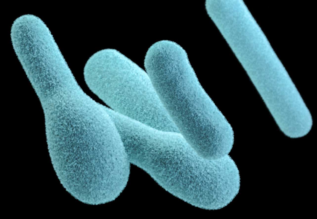 [Прелесть биологии] Ось "кишечникмозг"