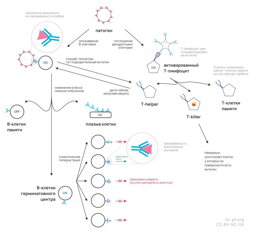 Схема формирования иммунного ответа