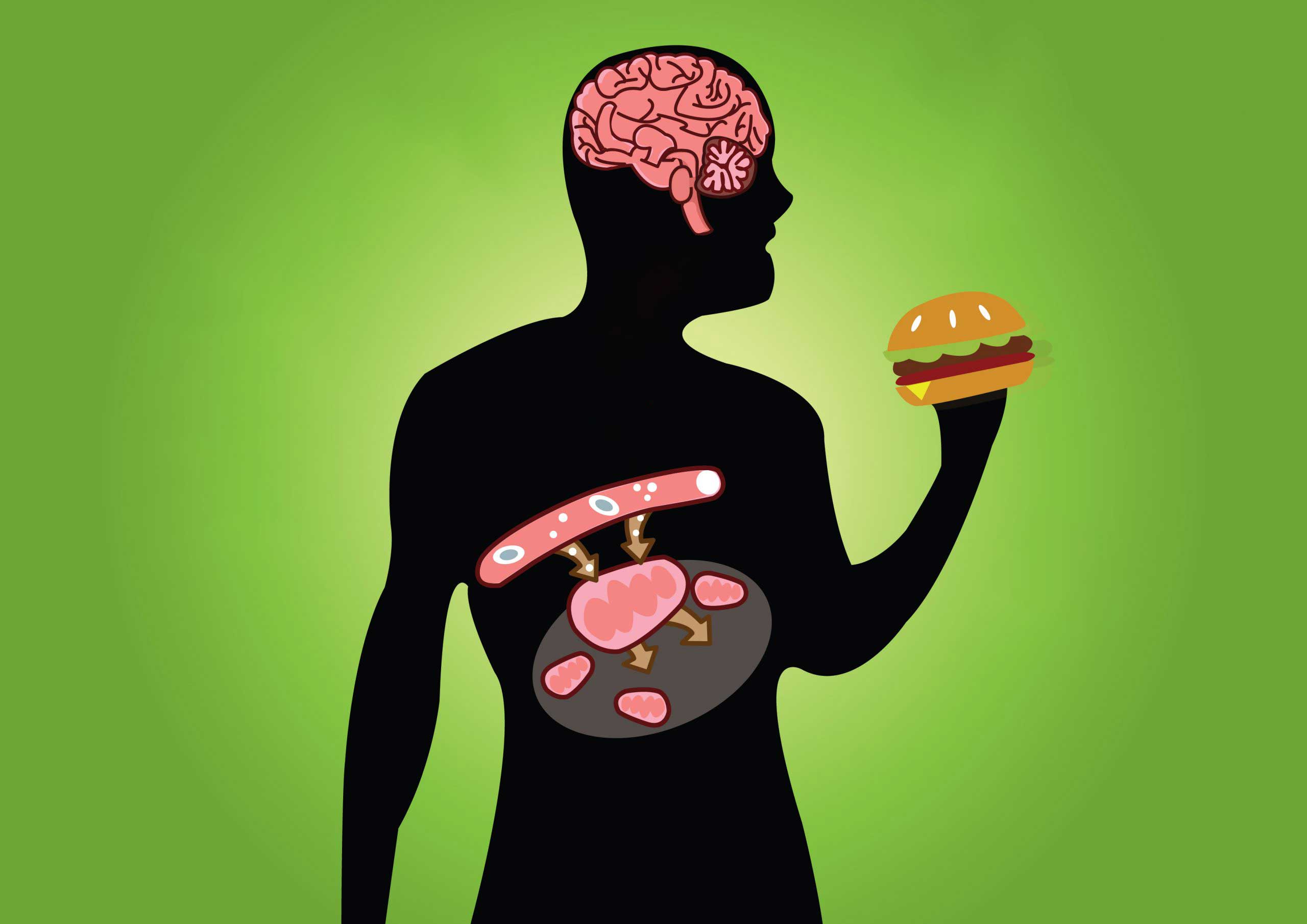 Metabolismo y pérdida de peso