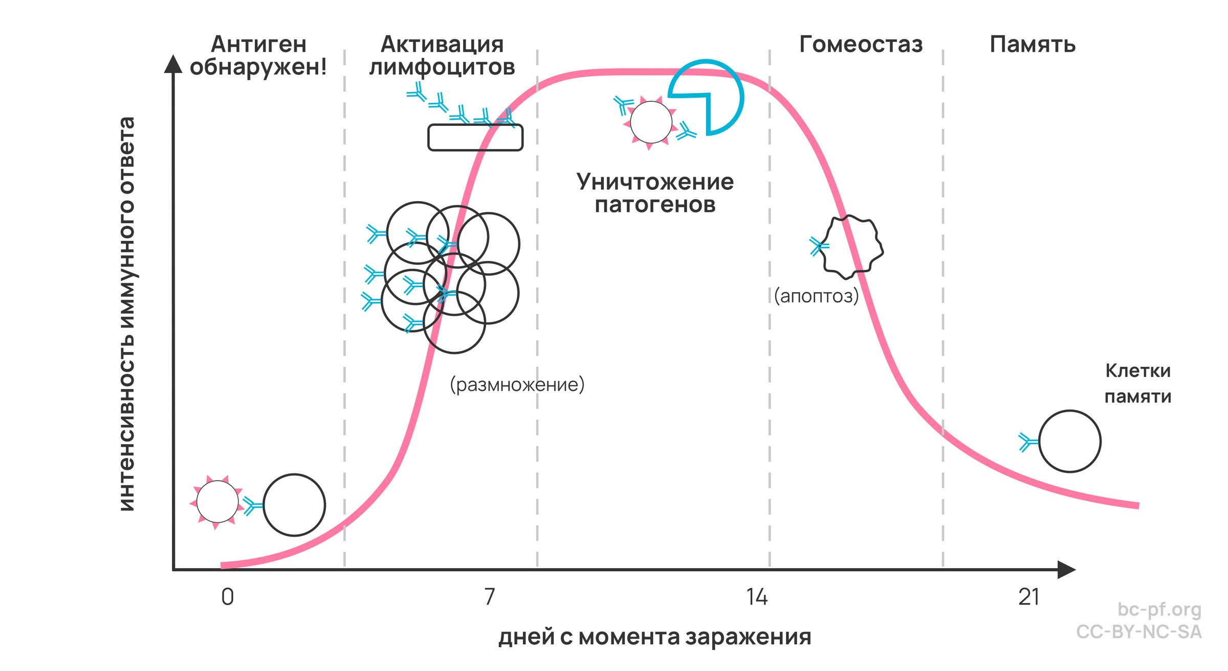 Асд для иммунитета схема приема