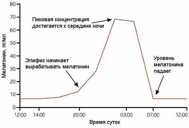 [Прелесть биологии] Биологические часы и их часовщики